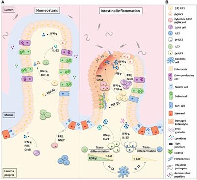 Helper-Like Type-1 Innate Lymphoid Cells in Inflammatory Bowel Disease